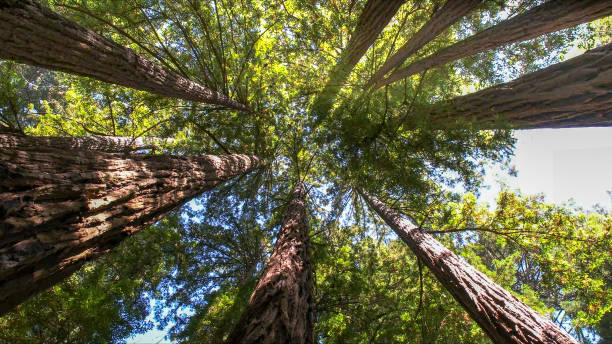 Best Tree Trimming and Pruning  in Ontario, CA